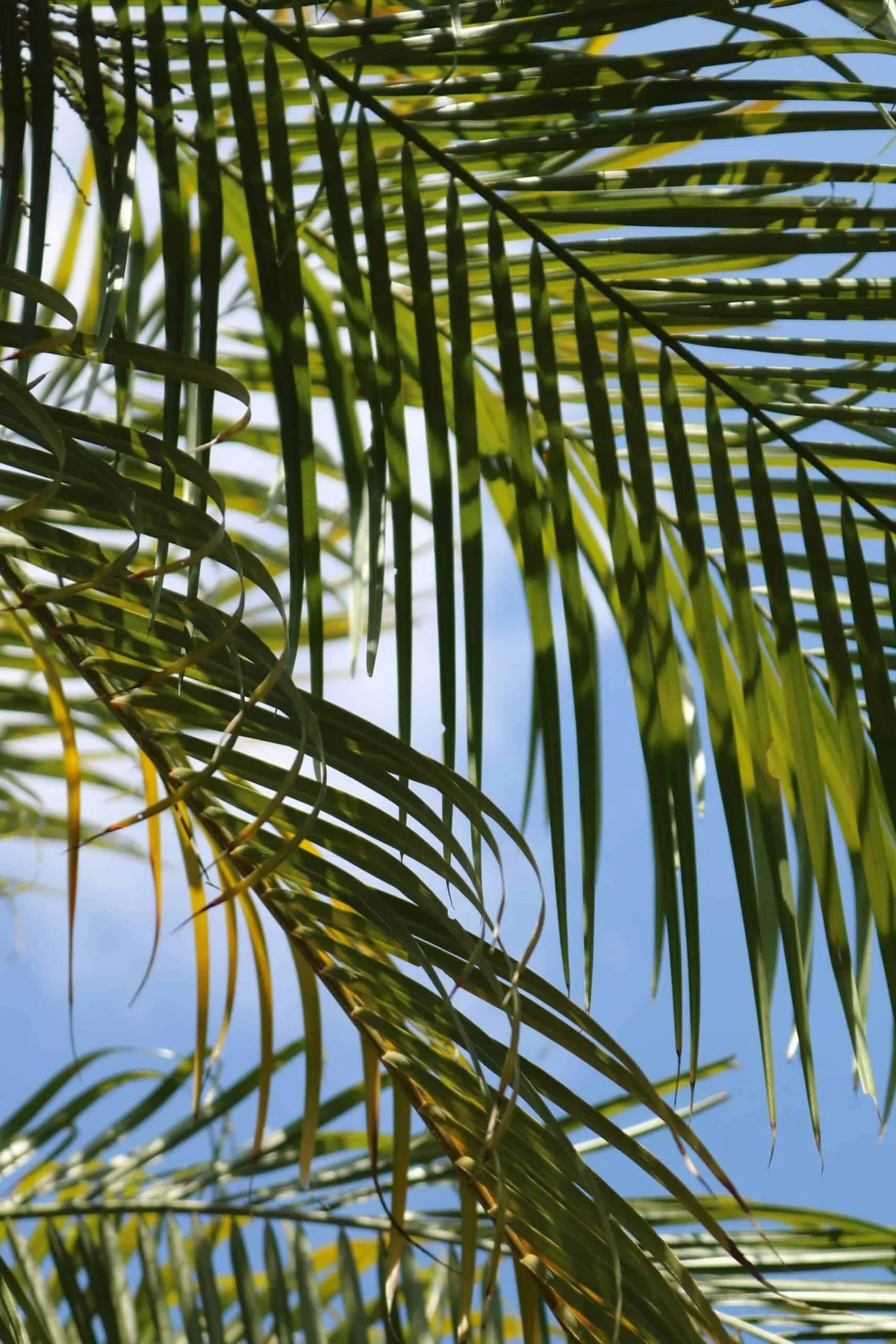 View of palm tree fronds